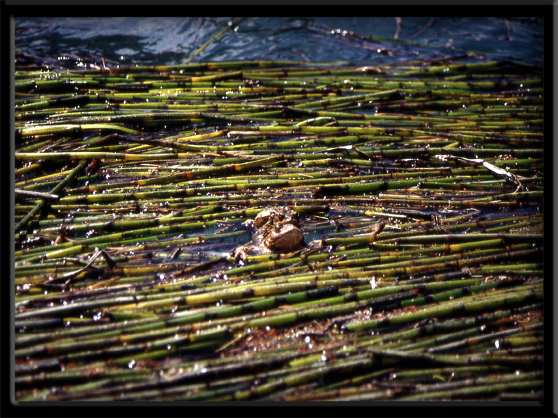 Bufo bufo